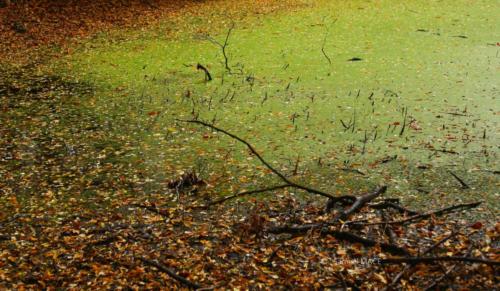 Parc de la Poudrerie - Livry Gargan (93) - Novembre 2025