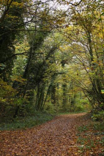 Parc de la Poudrerie - Livry Gargan (93) - Novembre 2025