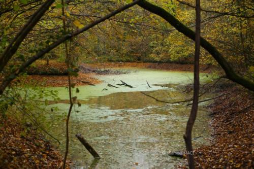 Parc de la Poudrerie - Livry Gargan (93) - Novembre 2025