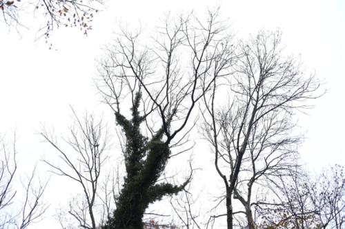 Parc de la Poudrerie - Livry Gargan (93) - Novembre 2025