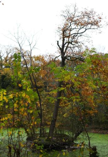 Parc de la Poudrerie - Livry Gargan (93) - Novembre 2025