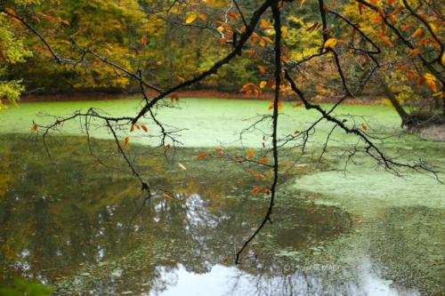 Parc de la Poudrerie - Livry Gargan (93) - Novembre 2025