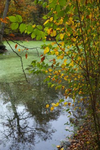 Parc de la Poudrerie - Livry Gargan (93) - Novembre 2025