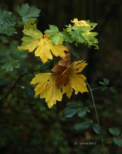 Parc de la Poudrerie - Livry Gargan (93) - Novembre 2025