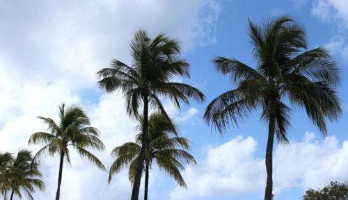 Trois Rivières vers Ste Luce - Martinique - Mai 2023