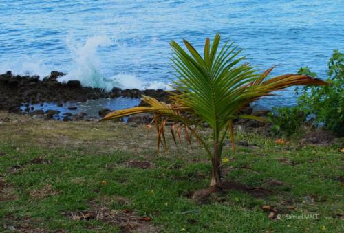 Trois Rivières vers Ste Luce - Martinique - Mai 2023