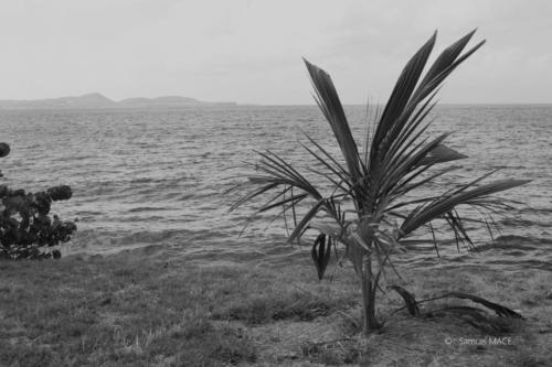 Trois Rivières vers Ste Luce - Martinique - Mai 2023