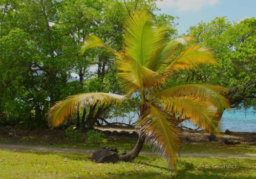 Trois Rivières vers Ste Luce - Martinique - Mai 2023