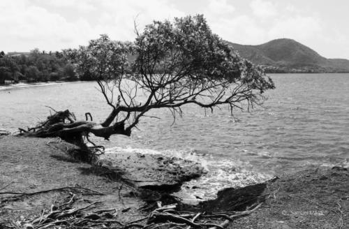 Trois Rivières vers Ste Luce - Martinique - Mai 2023