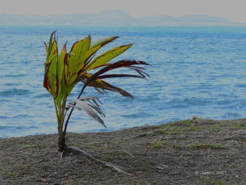 Trois Rivières vers Ste Luce - Martinique - Mai 2023