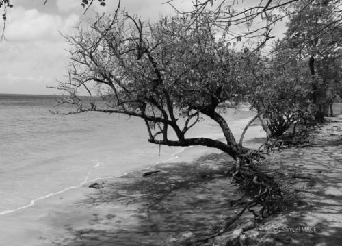 Trois Rivières vers Ste Luce - Martinique - Mai 2023