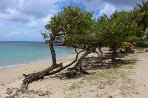 Trois Rivières vers Ste Luce - Martinique - Mai 2023