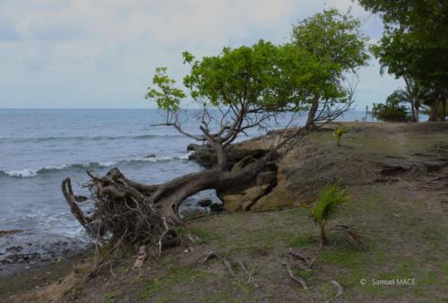 Trois Rivières vers Ste Luce - Martinique - Mai 2023