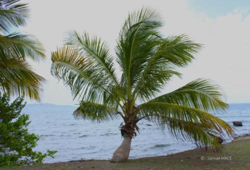 Trois Rivières vers Ste Luce - Martinique - Mai 2023