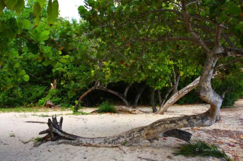 Trois Rivières vers Ste Luce - Martinique - Mai 2023