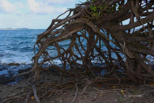 Trois Rivières vers Ste Luce - Martinique - Mai 2023