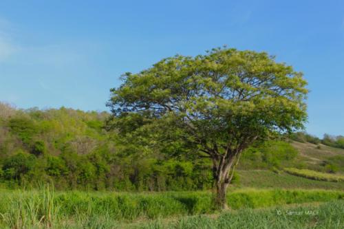 Trois Rivières vers La Taupinière - Martinique - Mai 2023