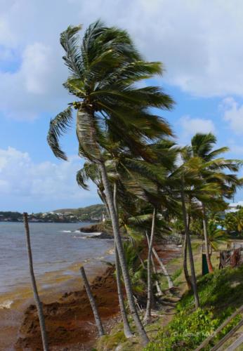 Pointe du Vauclin - Martinique - Mai 2023