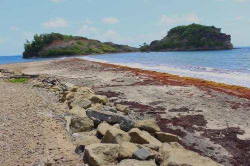 Grand Rivière - Martinique - Mai 2023