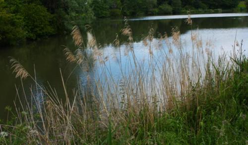 Lac de Lognes - Seine et Marne (77) - Mai 2024