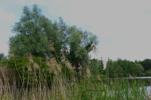 Lac de Lognes - Seine et Marne (77) - Mai 2024