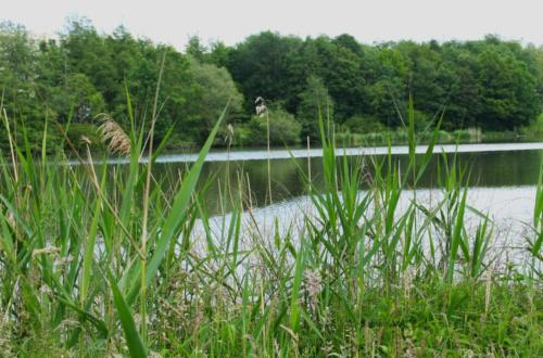 Lac de Lognes - Seine et Marne (77) - Mai 2024