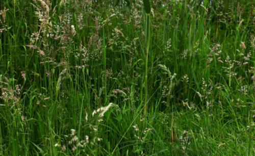 Lac de Lognes - Seine et Marne (77) - Mai 2024