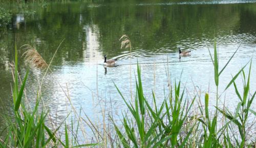 Lac de Lognes - Seine et Marne (77) - Mai 2024