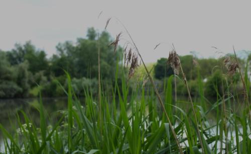 Lac de Lognes - Seine et Marne (77) - Mai 2024