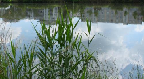 Lac de Lognes - Seine et Marne (77) - Mai 2024