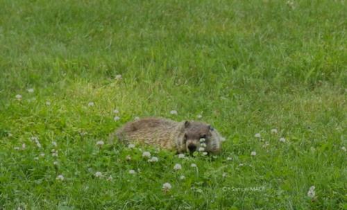 De Val Jalbert à Mashteulatsh - Canada - Juillet 2025