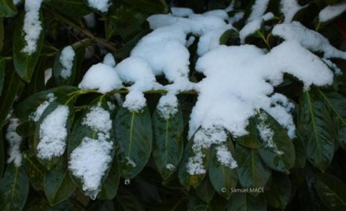 Journée de neige - Livry Gargan (93) - Janvier 2026