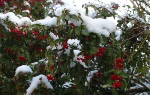 Journée de neige - Livry Gargan (93) - Janvier 2026