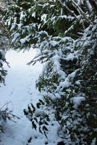 Journée de neige - Livry Gargan (93) - Janvier 2026