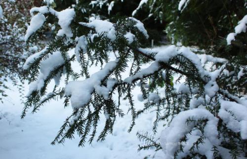 Journée de neige - Livry Gargan (93) - Janvier 2026