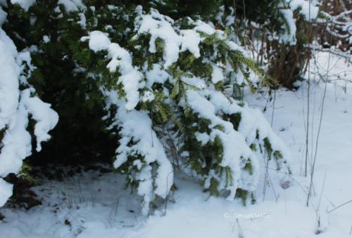 Journée de neige - Livry Gargan (93) - Janvier 2026