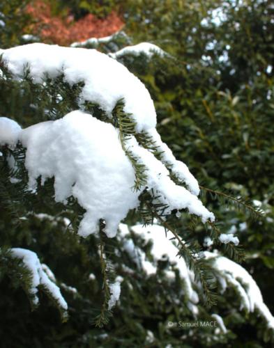 Journée de neige - Livry Gargan (93) - Janvier 2026