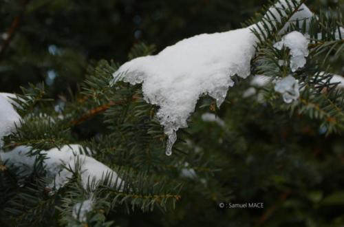 Journée de neige - Livry Gargan (93) - Janvier 2026