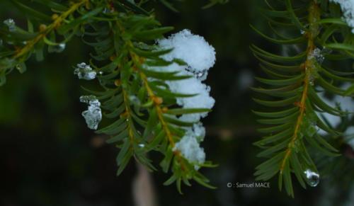 Journée de neige - Livry Gargan (93) - Janvier 2026