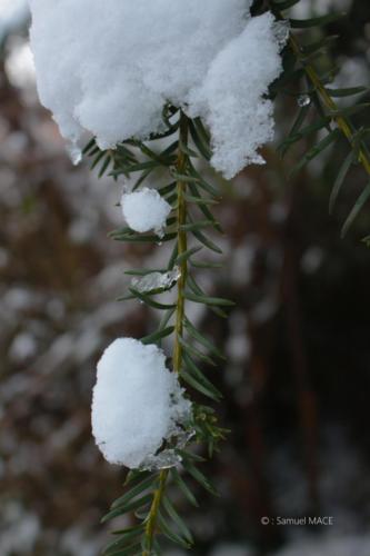 Journée de neige - Livry Gargan (93) - Janvier 2026