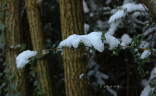 Journée de neige - Livry Gargan (93) - Janvier 2026