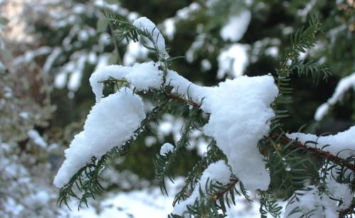 Journée de neige - Livry Gargan (93) - Janvier 2026