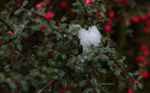 Journée de neige - Livry Gargan (93) - Janvier 2026
