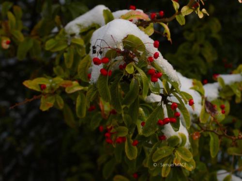 Journée de neige - Livry Gargan (93) - Janvier 2026