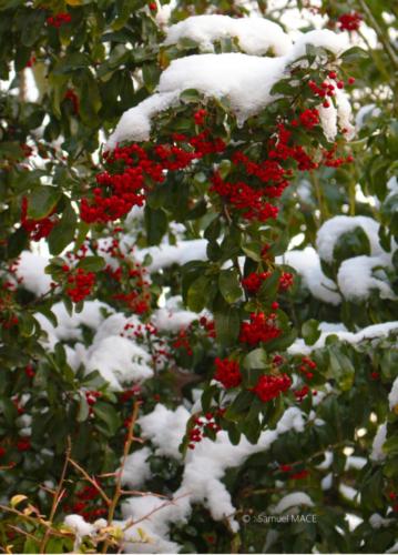 Journée de neige - Livry Gargan (93) - Janvier 2026