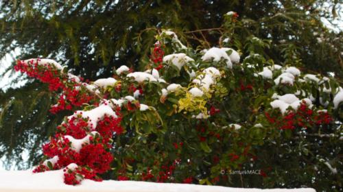 Journée de neige - Livry Gargan (93) - Janvier 2026