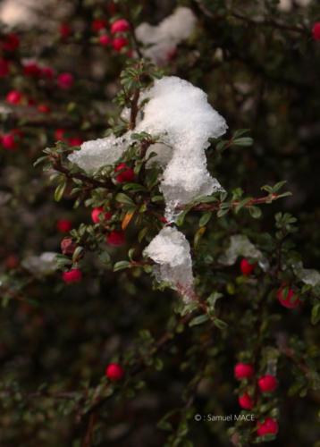 Journée de neige - Livry Gargan (93) - Janvier 2026