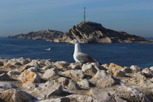 Ile d’If - Marseille - Février 2024
